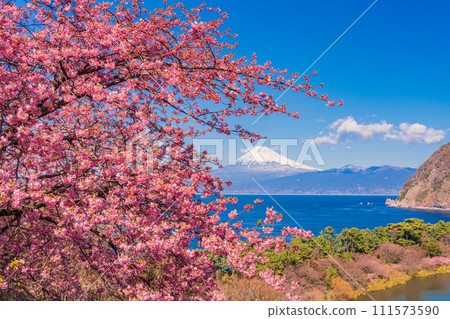 (Shizuoka Prefecture) Mt. Fuji across the sea from Nishiizu Ida in early spring when Kawazu cherry blossoms are blooming 111573590