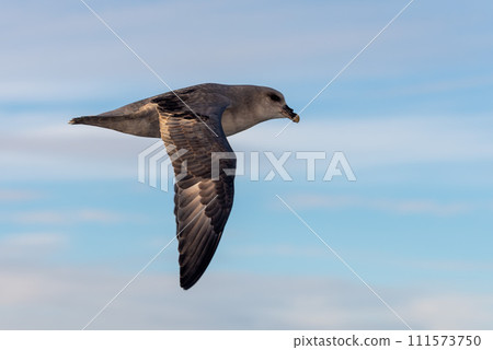 Northern Fulmar flying above Arctic sea on Svalbard. Northern Fulmar flying above Arctic sea on Svalbard. 111573750