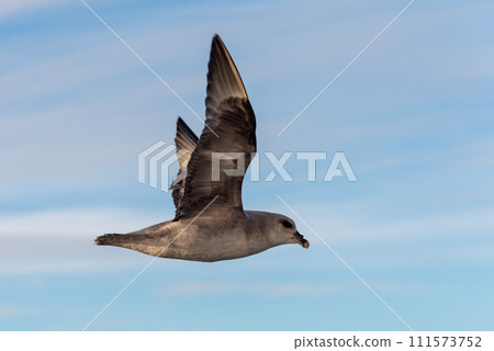 Northern Fulmar flying above Arctic sea on Svalbard. Northern Fulmar flying above Arctic sea on Svalbard. 111573752