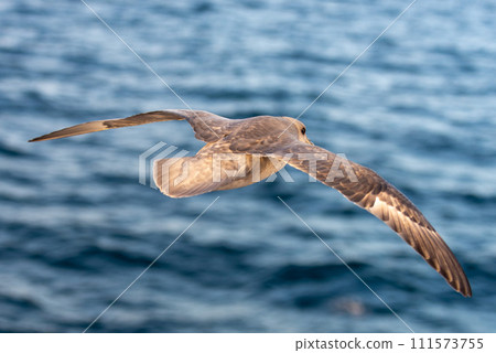 Northern Fulmar flying above Arctic sea on Svalbard. 111573755
