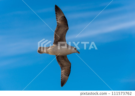 Northern Fulmar flying above Arctic sea on Svalbard. 111573762