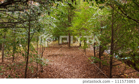 In the forest In the forest 111573865