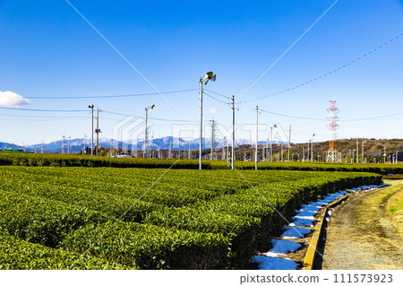 埼玉縣入間市狹山茶產地 111573923