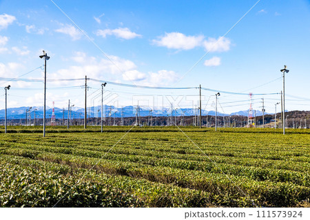 Iruma City, Saitama Prefecture, Sayama tea production area 111573924