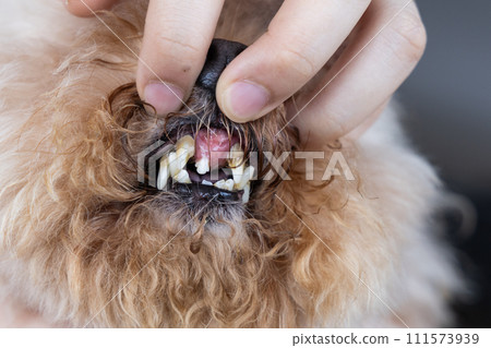 Pet dog with front teeth decay and dropped, result of poor oral care 111573939