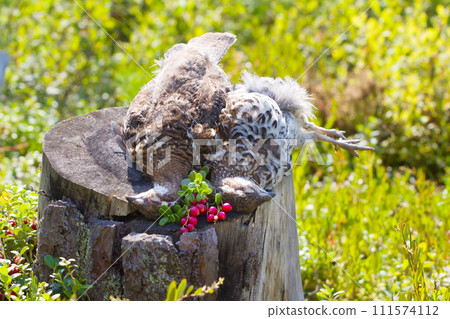 hunting hazel grouse bird hunting hazel grouse bird 111574112