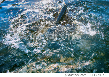 Spinning fishing (lure fishing) trout in lakes of Scandinavia. Spinning fishing (lure fishing) trout in lakes of Scandinavia. 111574149