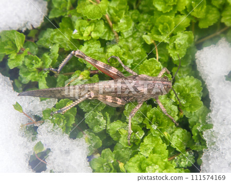 Snow fell on green grass and grasshopper spend winter 111574169