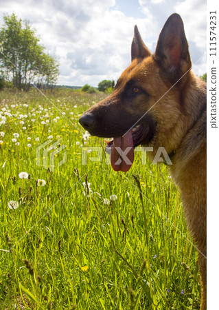 German shepherd on walk in wild German shepherd on walk in wild 111574231