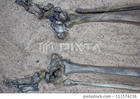 Skeleton (leg) of young warrior 111574236