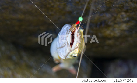 Amateur fishing in India 2. Parvati fish 111574242