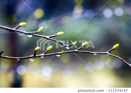 Signs of spring. Young bright green leaves on branches Signs of spring. Young bright green leaves on branches 111574247