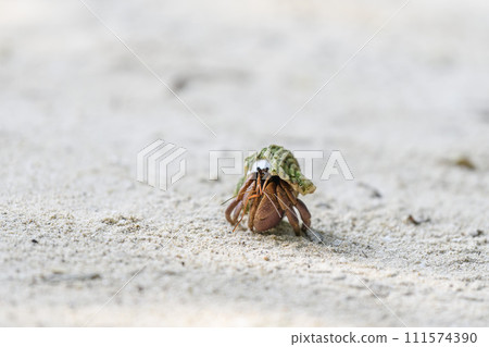 Hermit crab on the sand beach. Selective focus. Close up. 111574390