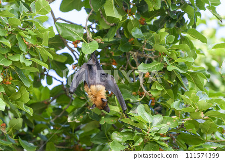 Flying Fox on Maldives island. Fruit bat flying. Gray-headed Flying Fox (Pteropus poliocephalus). 111574399