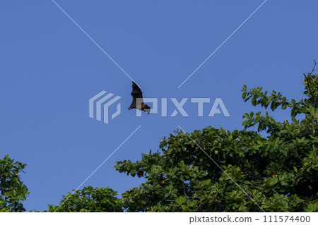 Flying Fox on Maldives island. Fruit bat flying. Gray-headed Flying Fox (Pteropus poliocephalus). Flying Fox on Maldives island. Fruit bat flying. Gray-headed Flying Fox (Pteropus poliocephalus). 111574400