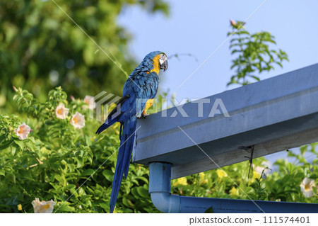 Blue macaw parrot sitting on the roof. Blue macaw parrot sitting on the roof. 111574401