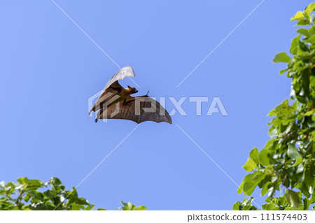 Flying Fox on Maldives island. Fruit bat flying. Gray-headed Flying Fox (Pteropus poliocephalus). Flying Fox on Maldives island. Fruit bat flying. Gray-headed Flying Fox (Pteropus poliocephalus). 111574403
