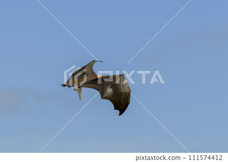 Flying Fox on Maldives island. Fruit bat flying. Gray-headed Flying Fox (Pteropus poliocephalus). Flying Fox on Maldives island. Fruit bat flying. Gray-headed Flying Fox (Pteropus poliocephalus). 111574412