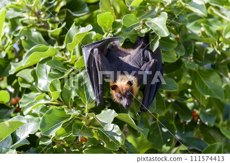 Flying Fox on Maldives island. Fruit bat flying. Gray-headed Flying Fox (Pteropus poliocephalus). Flying Fox on Maldives island. Fruit bat flying. Gray-headed Flying Fox (Pteropus poliocephalus). 111574413