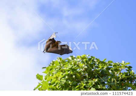 Flying Fox on Maldives island. Fruit bat flying. Gray-headed Flying Fox (Pteropus poliocephalus). Flying Fox on Maldives island. Fruit bat flying. Gray-headed Flying Fox (Pteropus poliocephalus). 111574423