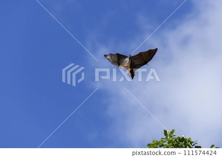 Flying Fox on Maldives island. Fruit bat flying. Gray-headed Flying Fox (Pteropus poliocephalus). Flying Fox on Maldives island. Fruit bat flying. Gray-headed Flying Fox (Pteropus poliocephalus). 111574424