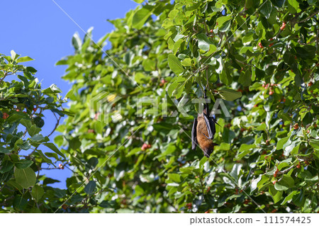 Flying Fox on Maldives island. Fruit bat flying. Gray-headed Flying Fox (Pteropus poliocephalus). Flying Fox on Maldives island. Fruit bat flying. Gray-headed Flying Fox (Pteropus poliocephalus). 111574425