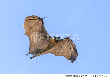 Flying Fox on Maldives island. Fruit bat flying. Gray-headed Flying Fox (Pteropus poliocephalus). Flying Fox on Maldives island. Fruit bat flying. Gray-headed Flying Fox (Pteropus poliocephalus). 111574427