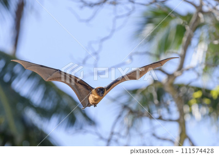 Flying Fox on Maldives island. Fruit bat flying. Gray-headed Flying Fox (Pteropus poliocephalus). Flying Fox on Maldives island. Fruit bat flying. Gray-headed Flying Fox (Pteropus poliocephalus). 111574428