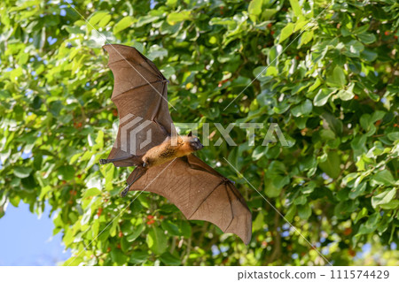 Flying Fox on Maldives island. Fruit bat flying. Gray-headed Flying Fox (Pteropus poliocephalus). Flying Fox on Maldives island. Fruit bat flying. Gray-headed Flying Fox (Pteropus poliocephalus). 111574429