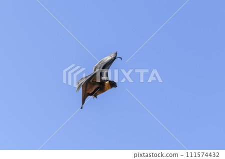 Flying Fox on Maldives island. Fruit bat flying. Gray-headed Flying Fox (Pteropus poliocephalus). 111574432