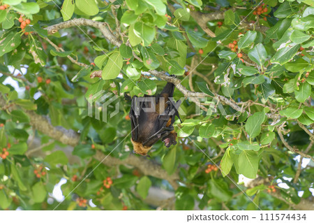 Flying Fox on Maldives island. Fruit bat flying. Gray-headed Flying Fox (Pteropus poliocephalus). 111574434
