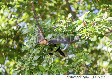Flying Fox on Maldives island. Fruit bat flying. Gray-headed Flying Fox (Pteropus poliocephalus). Flying Fox on Maldives island. Fruit bat flying. Gray-headed Flying Fox (Pteropus poliocephalus). 111574435