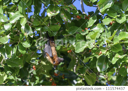 Flying Fox on Maldives island. Fruit bat flying. Gray-headed Flying Fox (Pteropus poliocephalus). Flying Fox on Maldives island. Fruit bat flying. Gray-headed Flying Fox (Pteropus poliocephalus). 111574437
