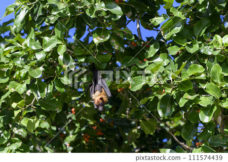Flying Fox on Maldives island. Fruit bat flying. Gray-headed Flying Fox (Pteropus poliocephalus). Flying Fox on Maldives island. Fruit bat flying. Gray-headed Flying Fox (Pteropus poliocephalus). 111574439