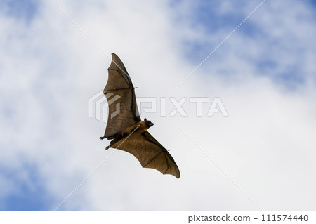 Flying Fox on Maldives island. Fruit bat flying. Gray-headed Flying Fox (Pteropus poliocephalus). Flying Fox on Maldives island. Fruit bat flying. Gray-headed Flying Fox (Pteropus poliocephalus). 111574440