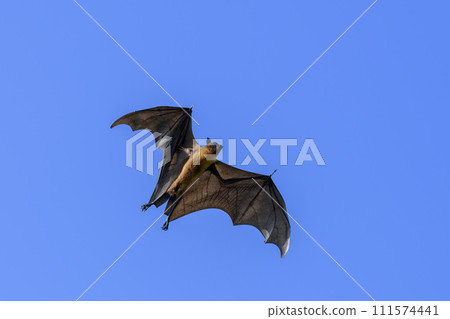 Flying Fox on Maldives island. Fruit bat flying. Gray-headed Flying Fox (Pteropus poliocephalus). Flying Fox on Maldives island. Fruit bat flying. Gray-headed Flying Fox (Pteropus poliocephalus). 111574441