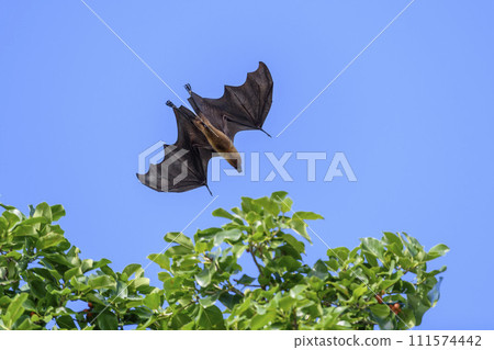 Flying Fox on Maldives island. Fruit bat flying. Gray-headed Flying Fox (Pteropus poliocephalus). 111574442