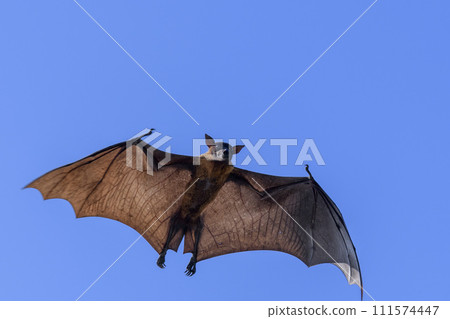 Flying Fox on Maldives island. Fruit bat flying. Gray-headed Flying Fox (Pteropus poliocephalus). Flying Fox on Maldives island. Fruit bat flying. Gray-headed Flying Fox (Pteropus poliocephalus). 111574447