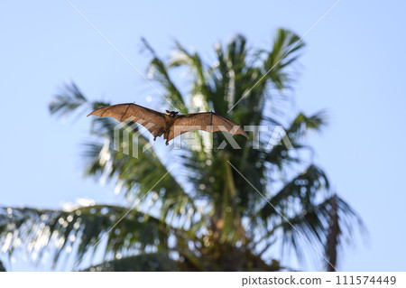 Flying Fox on Maldives island. Fruit bat flying. Gray-headed Flying Fox (Pteropus poliocephalus). Flying Fox on Maldives island. Fruit bat flying. Gray-headed Flying Fox (Pteropus poliocephalus). 111574449