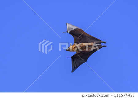 Flying Fox on Maldives island. Fruit bat flying. Gray-headed Flying Fox (Pteropus poliocephalus). Flying Fox on Maldives island. Fruit bat flying. Gray-headed Flying Fox (Pteropus poliocephalus). 111574455
