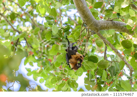 Flying Fox on Maldives island. Fruit bat flying. Gray-headed Flying Fox (Pteropus poliocephalus). 111574467
