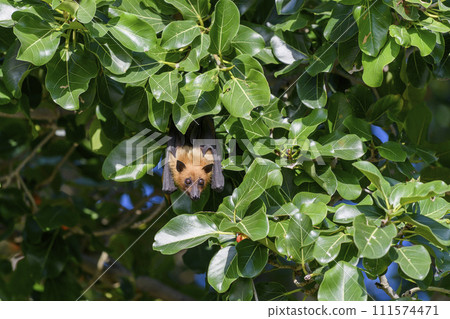 Flying Fox on Maldives island. Fruit bat flying. Gray-headed Flying Fox (Pteropus poliocephalus). 111574471