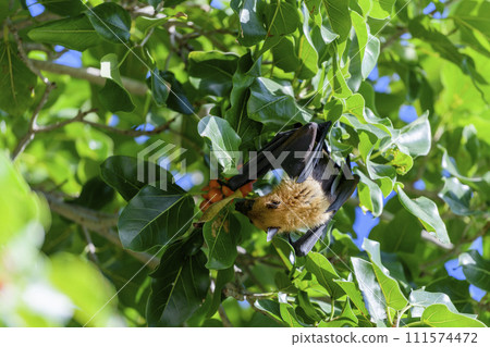 Flying Fox on Maldives island. Fruit bat flying. Gray-headed Flying Fox (Pteropus poliocephalus). 111574472