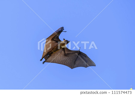 Flying Fox on Maldives island. Fruit bat flying. Gray-headed Flying Fox (Pteropus poliocephalus). 111574473