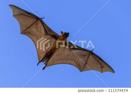 Flying Fox on Maldives island. Fruit bat flying. Gray-headed Flying Fox (Pteropus poliocephalus). Flying Fox on Maldives island. Fruit bat flying. Gray-headed Flying Fox (Pteropus poliocephalus). 111574474