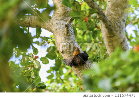 Flying Fox on Maldives island. Fruit bat flying. Gray-headed Flying Fox (Pteropus poliocephalus). Flying Fox on Maldives island. Fruit bat flying. Gray-headed Flying Fox (Pteropus poliocephalus). 111574475