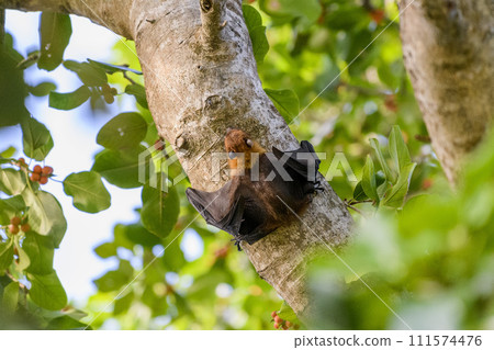 Flying Fox on Maldives island. Fruit bat flying. Gray-headed Flying Fox (Pteropus poliocephalus). Flying Fox on Maldives island. Fruit bat flying. Gray-headed Flying Fox (Pteropus poliocephalus). 111574476