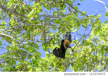 Flying Fox on Maldives island. Fruit bat flying. Gray-headed Flying Fox (Pteropus poliocephalus). 111574477