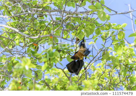 Flying Fox on Maldives island. Fruit bat flying. Gray-headed Flying Fox (Pteropus poliocephalus). Flying Fox on Maldives island. Fruit bat flying. Gray-headed Flying Fox (Pteropus poliocephalus). 111574479