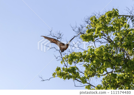 Flying Fox on Maldives island. Fruit bat flying. Gray-headed Flying Fox (Pteropus poliocephalus). Flying Fox on Maldives island. Fruit bat flying. Gray-headed Flying Fox (Pteropus poliocephalus). 111574480